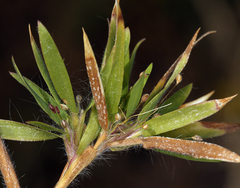 Dichanthelium lanuginosum