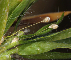 Dichanthelium lanuginosum