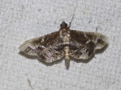 Merodictya marmorata