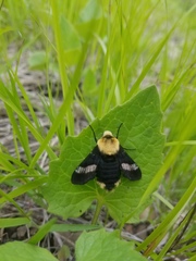 Proserpinus flavofasciata