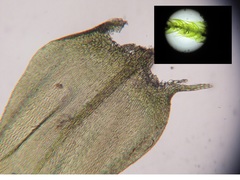 Sciuro-hypnum plumosum