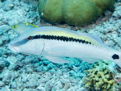 Dash-And-Dot Goatfish photo 3