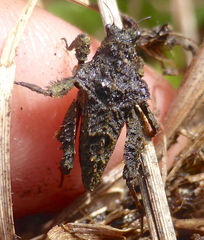 Trachytettix bufo