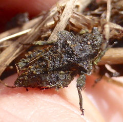 Trachytettix bufo