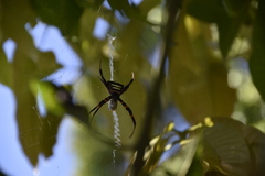 Argiope reinwardti
