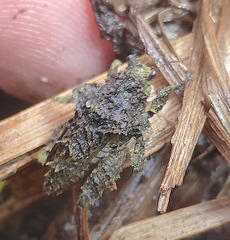 Trachytettix bufo