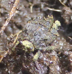 Trachytettix bufo