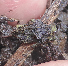 Trachytettix bufo