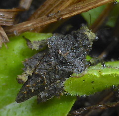 Trachytettix bufo