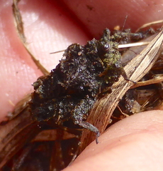 Trachytettix bufo
