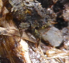 Trachytettix bufo