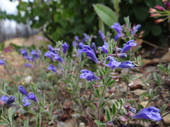 Scutellaria antirrhinoides