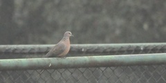 Streptopelia chinensis