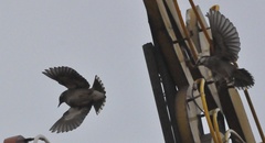 Spodiopsar cineraceus