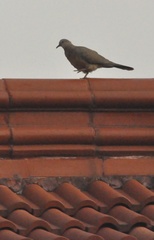 Streptopelia chinensis