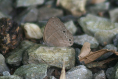 Hermeuptychia canthe