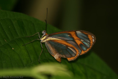 Ithomia agnosia pellucida