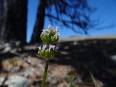 Plectritis macrocera