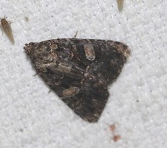Condica macrosema