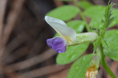 Vicia barbazitae