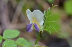 Vicia barbazitae