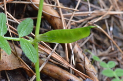 Vicia barbazitae