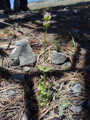 Plectritis macrocera