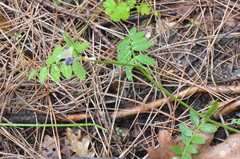 Vicia barbazitae