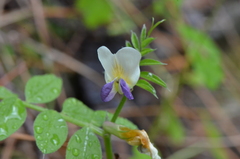 Vicia barbazitae