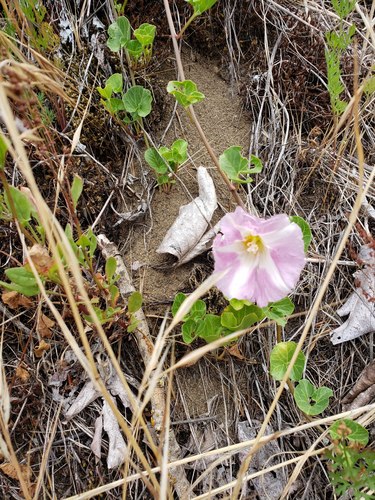 Calystegia soldanella f. albiflora iNat (1)