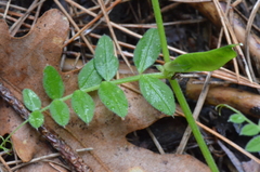 Vicia barbazitae