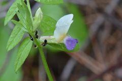 Vicia barbazitae