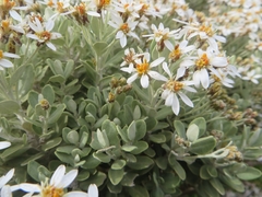 Olearia moschata