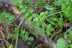 Vicia barbazitae