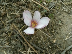 Zephyranthes andina