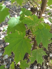 Acer binzayedii