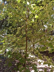 Acer binzayedii