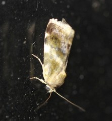 Acontia detrita