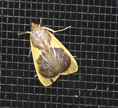 Prooedema inscisalis