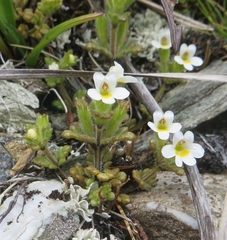Euphrasia australis