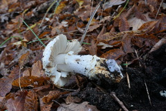 Amanita echinocephala