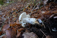 Amanita echinocephala