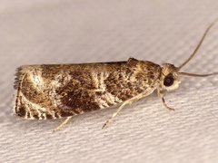 Olethreutes appendiceum