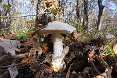 Amanita proxima