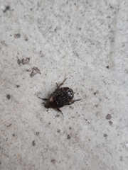 Euphoria sepulcralis