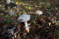 Amanita proxima