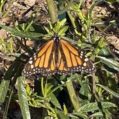 Danaus plexippus