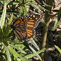 Danaus plexippus