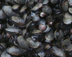 Semimytilus patagonicus