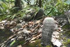 Mammillaria karwinskiana karwinskiana
